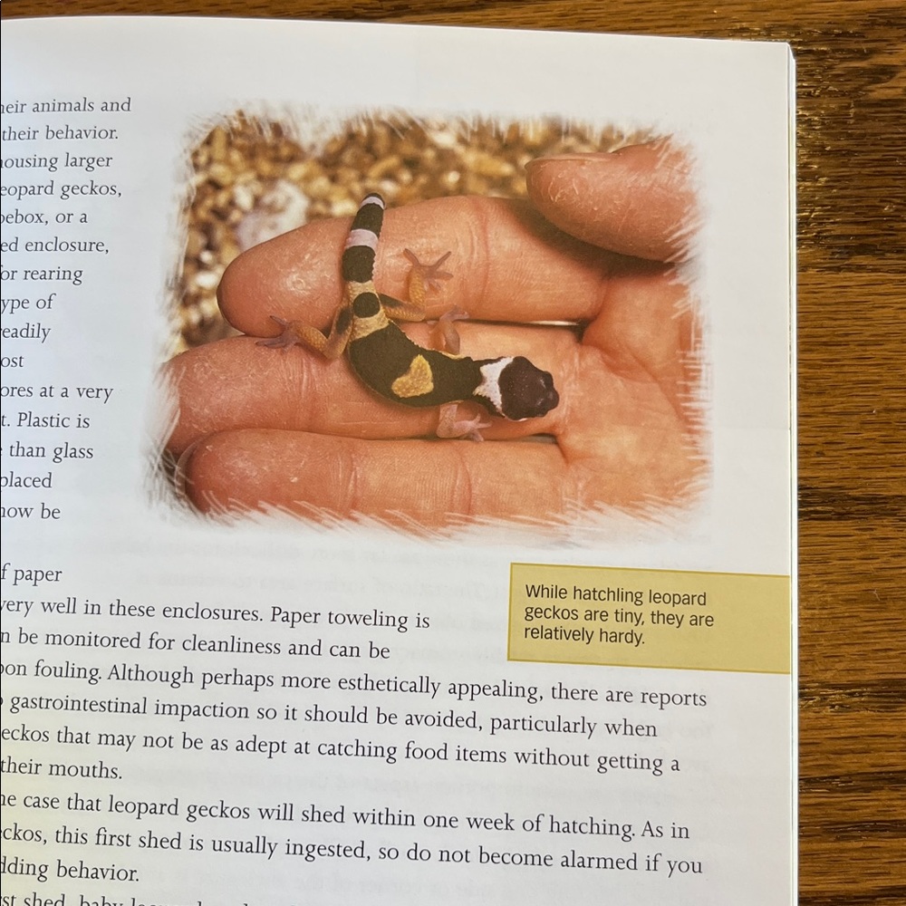 Leopard Geckos Guide Book - Picture 6 of 9